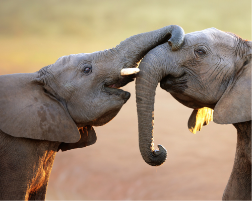 Group Travel – Port Elizabeth