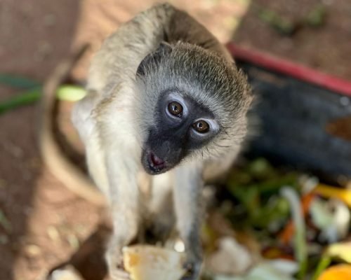 Vervet Monkey close up 2